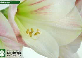 hippeastrum Apple Blossom (3)